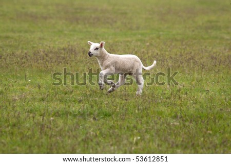 Lamb Running
