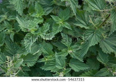 Common nettle or stinging nettle, Urtica dioica. Hampshire, England.