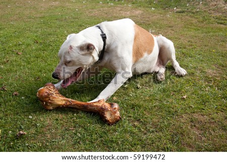 White and tan crossbreed or mongrel dog with a huge bone.