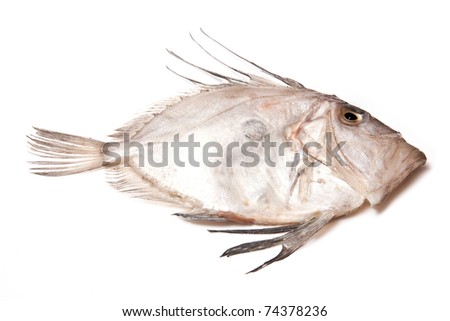 Sea Dory Fish