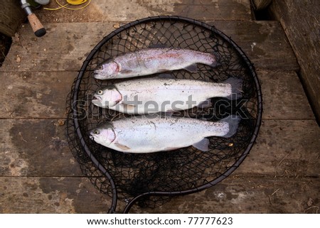 Three rainbow trout in a landing net. Essex England, United Kingdom.