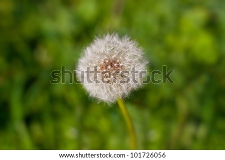 Dandelion In Grass