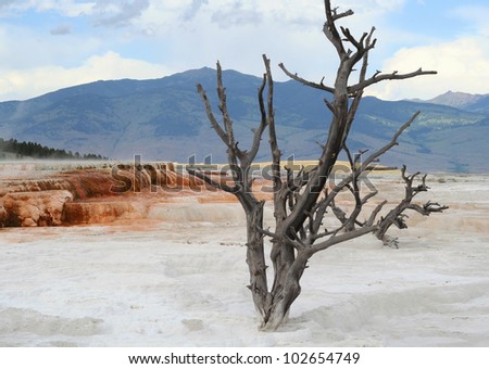 Landscape with dead tree and thermal pool in Yellowstone National Park