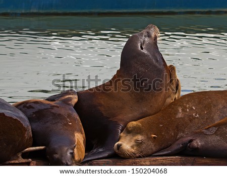 Sea lions sleeping on pier in Moss Landing, California