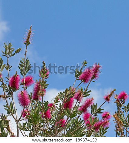 Purple bottlebrush plant (Callistemon 'Purple Splendour') on blue sky background