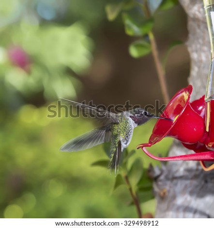 Ruby Throated Hummingbird ((archilochus colubris)) male flying towards feeder