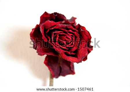 wallpaper red rose. 2011 Yellow Rose Red Roses
