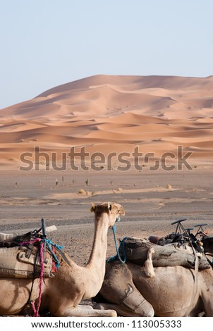 Two Camels in the Desert -Sahara Desert, Sahara