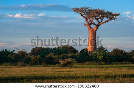 A stand alone baobab in rice field in Madagascar