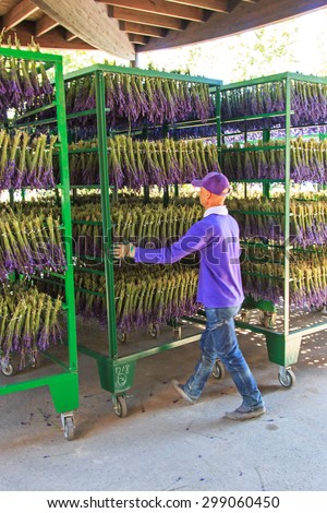 Furano, Japan - July 8,2015: People processing lavender of the Tomita Farm in Hokkaido