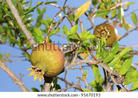 pomegranate tree, closeup of a pomegranate
