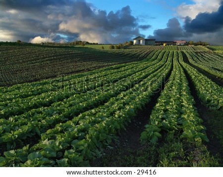 Rows of cabbage leading up a small hill to a farm