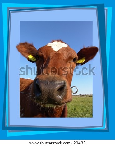 Cow looking through a frame - 3D look