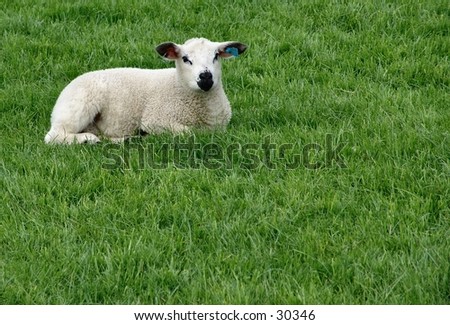 Lamb laying in grass. Room for copy