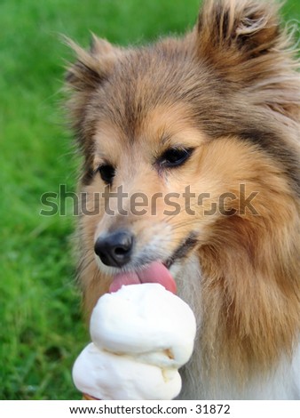 Dog licking ice cream