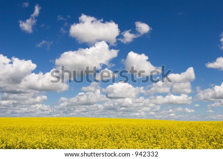 Canola fields, blue sky and puffy clouds