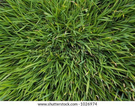 Grass background/texture