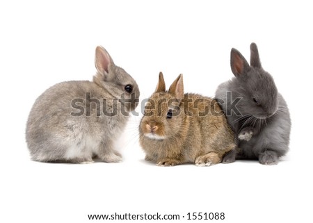 cute pictures of bunnies. stock photo : Three cute