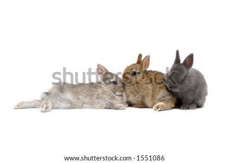 neverland dwarf rabbits. Netherland Dwarf bunnies