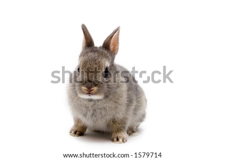 neverland dwarf rabbits. stock photo : Netherland Dwarf