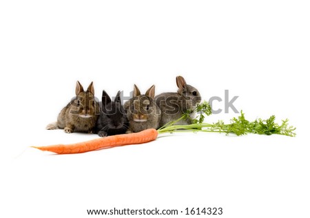 neverland dwarf rabbits. Netherland dwarf bunnies