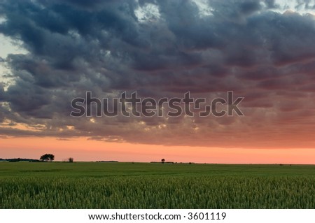 wheat plains