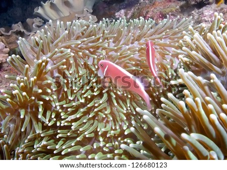 clown fishes in anemone/clown fish/marine life, Kenting, Taiwan