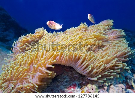 clown fishes in anemone/clown fish/marine life, Green Island, Taiwan