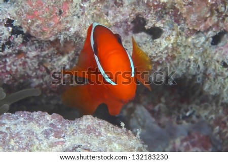 clown fish in bulb anemone/clown fish/marine life