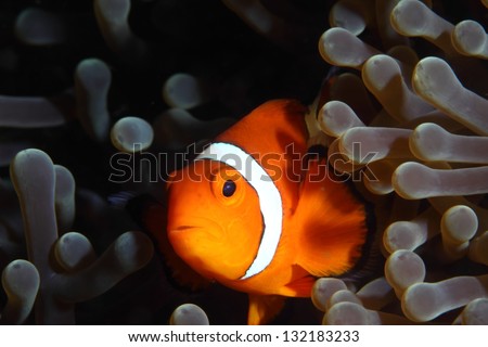 clown fish in bulb anemone/clown fish/marine life