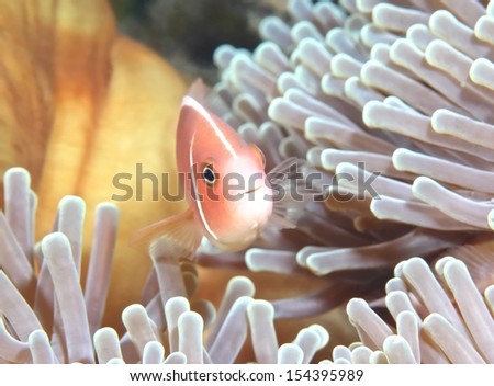 clown fishes in anemone/clown fish/marine life