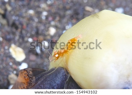 Shrimp on sea pen soft coral