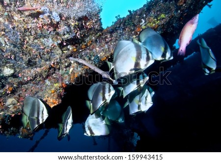 Banner fishes in blue water of wreck.