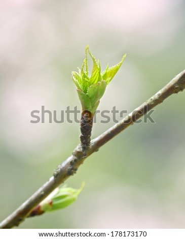 Sprout of cherry blossom.