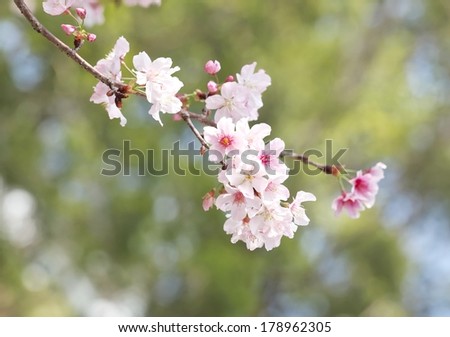Close up of cherry blossoms in full bloom with green back ground.