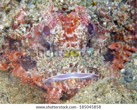 Close up of stone fish.