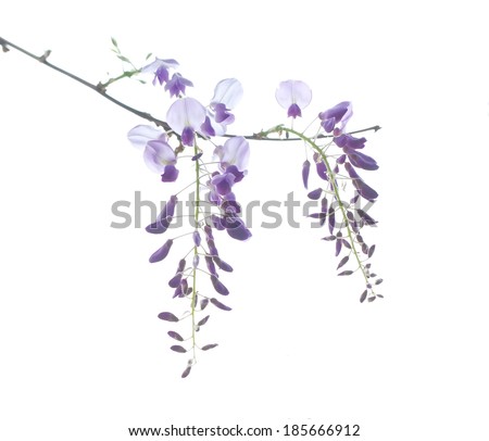 Wisteria sinensis flowering in spring/white background.