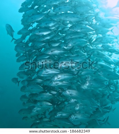 School of jack fish with coral underwater, marine life.