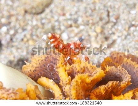 Shrimp on sea pen soft coral.