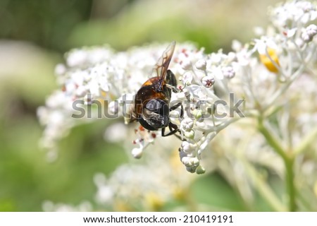 hover fly macro,white flower