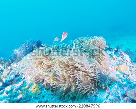 clown fish in anemone/clown fish/marine life, Liuqiu, Pingtung County/Taiwan