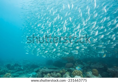 Fish ball of scad fish in coral reef of Dimakya Island, Palawan.
