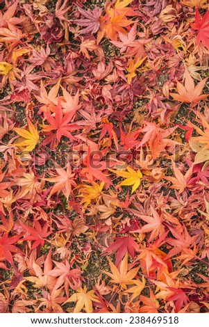 Red japanese maple leaves background.