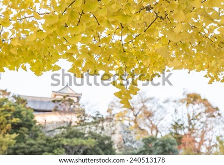 Autumnal ginkgo tree with ancient castle background.