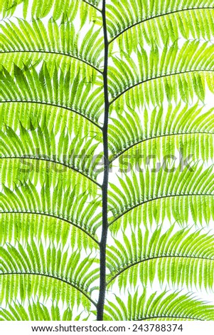 green fern leaves detail.