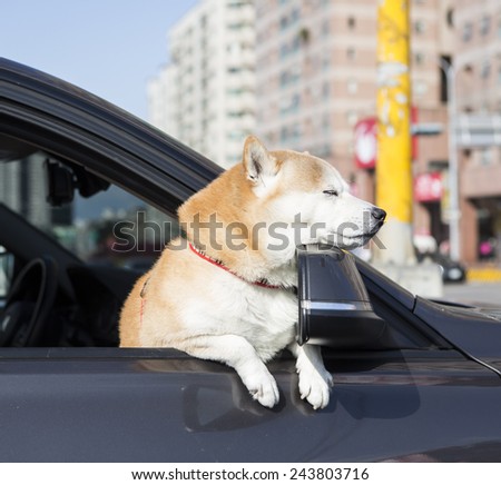 Dog sticking his head out of a car window enjoy winter sunny day in the city.