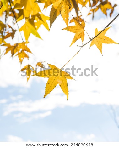 Leaves in autumn with golden yellow vivid colors.