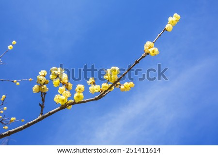 Blooming yellow plum blossom