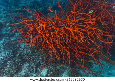Giant red coral or sponge and fish in tropical coral reef.