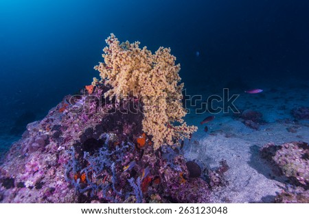Sea fan coral in deep water